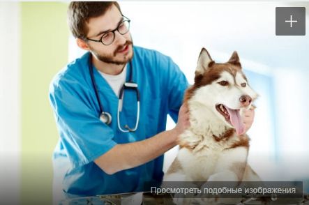Ветеринарный врач общается с владельцем
